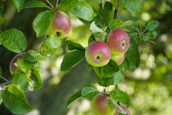Pommes vertes et rouges en cours de maturation sur des branches de pommiers avec feuillage vert luxuriant