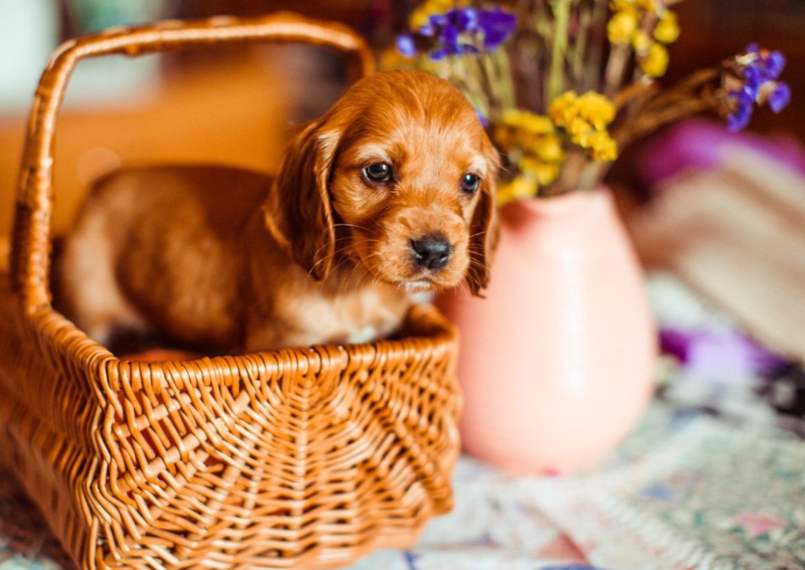 Un adorable chiot roux est assis sagement dans un panier chien en osier.