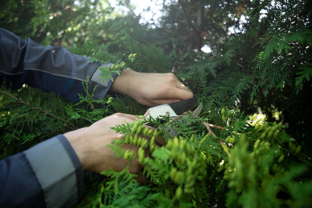 Une personne utilise un sécateur pour tailler avec précision une haie de conifères, illustrant une pratique courante de l'arboriculture ornementale