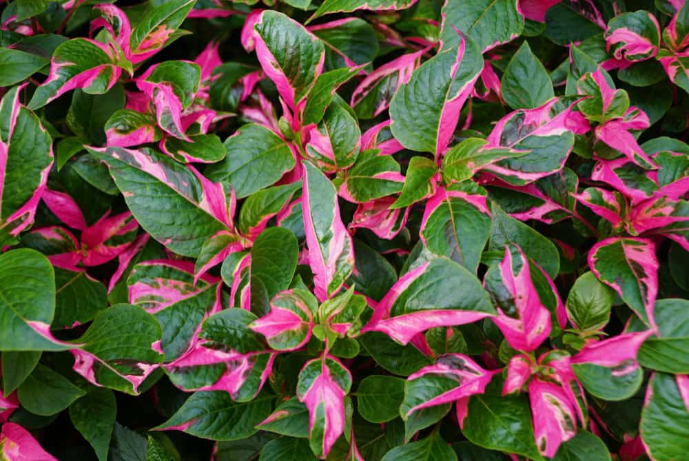 Vue rapprochée d'une plante au feuillage rose vif et vert, avec des feuilles ovales et des motifs distinctifs