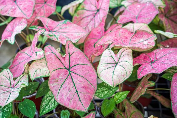 Vue de dessus de plusieurs pots de Caladium, une plante au feuillage rose veiné de vert