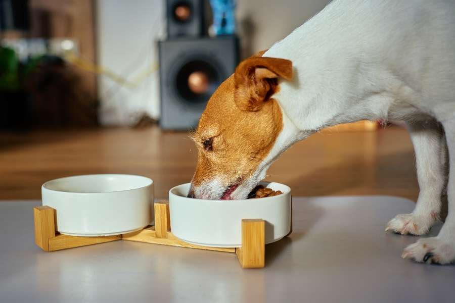 Un petit chien mange ses croquettes et gamelle anti-glouton posées sur un support en bois dans un salon lumineux.
